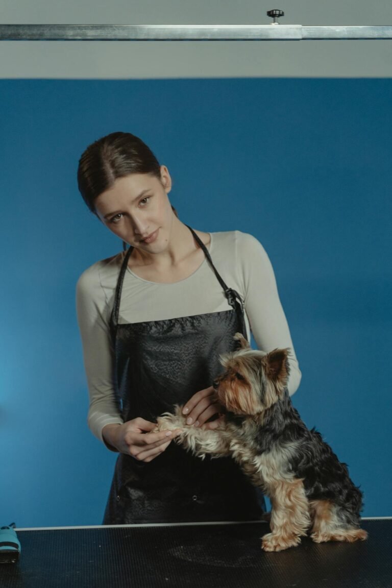 A pet groomer interacts with a Yorkshire Terrier during a grooming session on a blue background.
