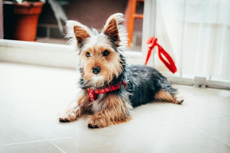 An adorable Yorkshire Terrier lying on a tiled floor with a red leash indoors.