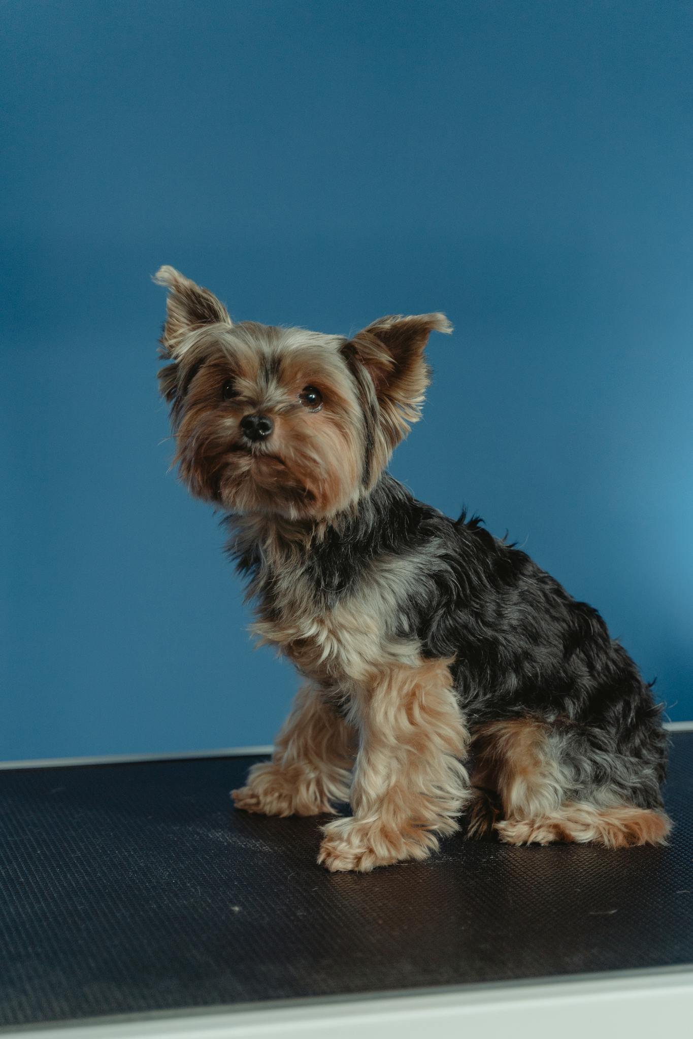 Cute Yorkshire Terrier puppy sitting against a blue backdrop, showcasing its fluffy fur.